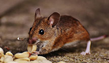24 Hour & Emergency Exterminators in Wyeville, WI